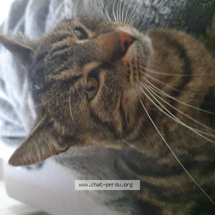 Photo 1/1 MAYA Chat lost in Teloche