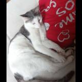 Picture of cat lost at Henint Beaumont