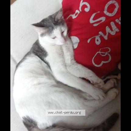 Photo 1/1 Kiero Chat lost in Henint beaumont