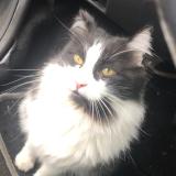 Picture of cat lost at Le Blanc Mesnil