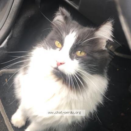 Photo 1/1 Cat reunited Lost in Le blanc mesnil