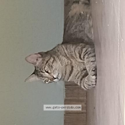 Photo 1/1 Eva Chat lost in Martinez