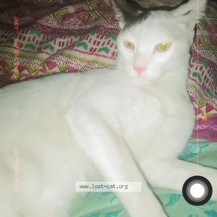 Photo 1/1 Doro Chat lost in Lahore
