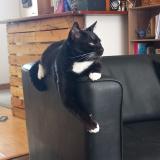 Picture of cat lost at Lorient