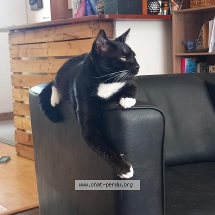 Photo 1/1 Guizmo Chat lost in Lorient