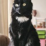 Picture of cat lost at Illkirch Graffenstaden