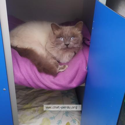 Photo 1/1 Murfy Chat lost in Plancoet