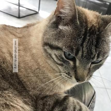 Photo 1/2 Moreno Chat lost in Labastide saint georges