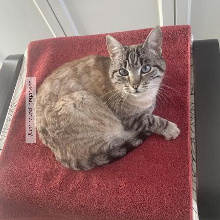 Photo 2/2 Moreno Chat lost in Labastide saint georges