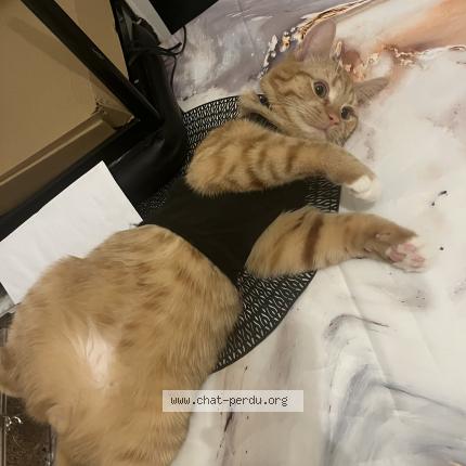 Photo 1/1 Cat reunited Lost in Verviers