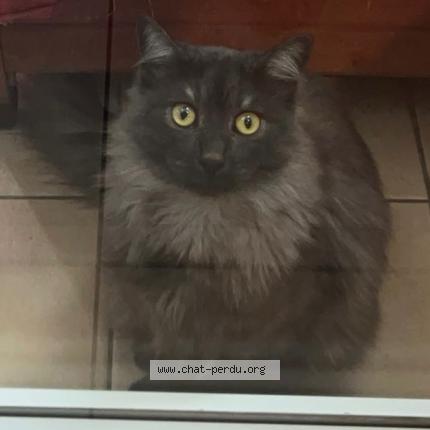 Photo 1/1 Ace Chat lost in Perpignan