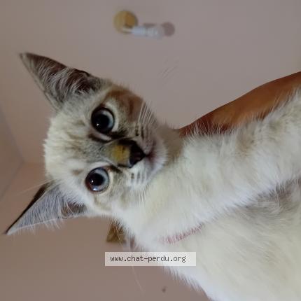 Photo 1/1 Millie Chat lost in Carcassonne