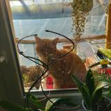 Picture of cat found at Moussey