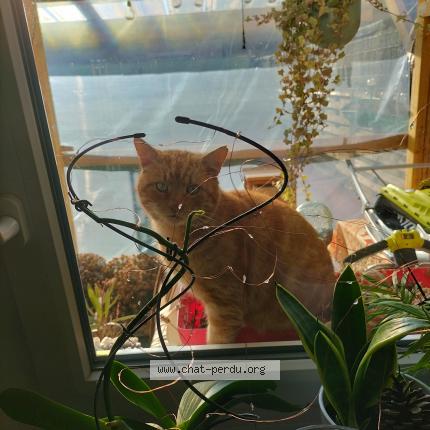 Photo 1/1 Found cat Found in Moussey