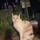 Picture of cat lost at Sevres