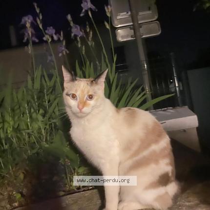 Photo 1/1 Nala Chat lost in Sevres