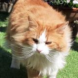 Picture of cat lost at Vic Fezensac