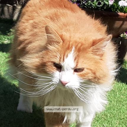 Photo 1/1 Jazz Chat lost in Vic fezensac