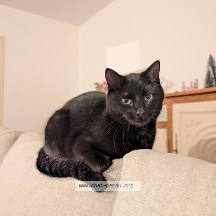 Photo 1/1 Bloom Chat lost in Louargat