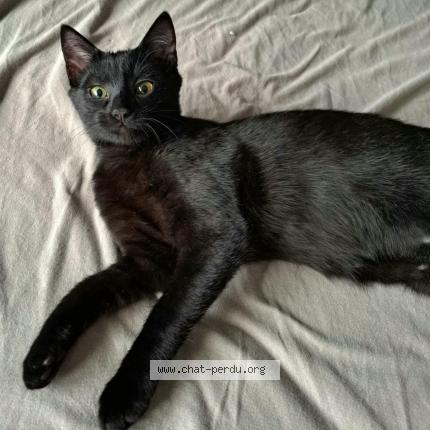 Photo 1/1 BLUE Chat lost in Altorf