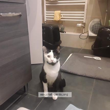 Photo 1/1 Max Chat lost in Strasbourg robertsau