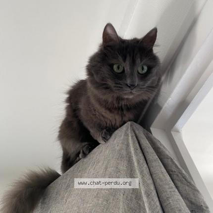 Photo 1/1 Kali Chat lost in Erdeven