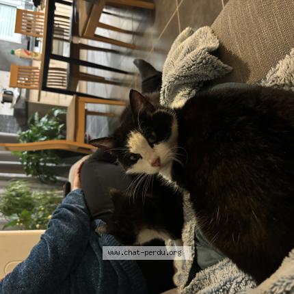 Photo 1/2 Dodue Chat lost in Trelaze