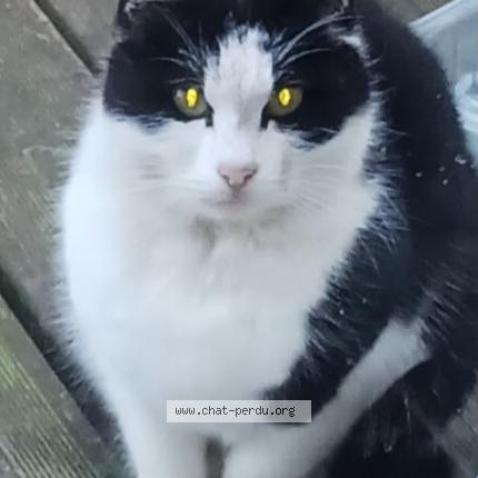 Photo 2/2 Dodue Chat lost in Trelaze