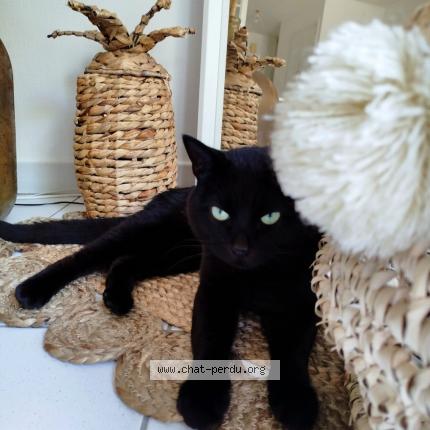 Photo 1/1 Blacky Chat lost in Lorient