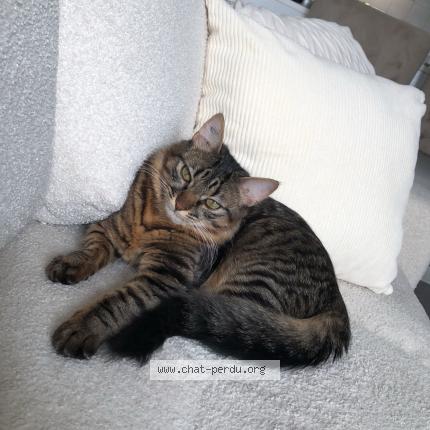 Photo 1/1 Vita Chat lost in Clichy la garenne