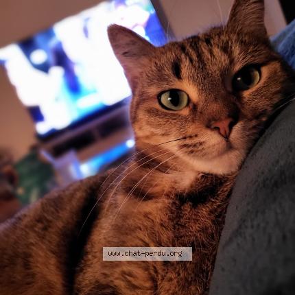 Photo 1/1 Vodcat Chat lost in La lande de fronsac