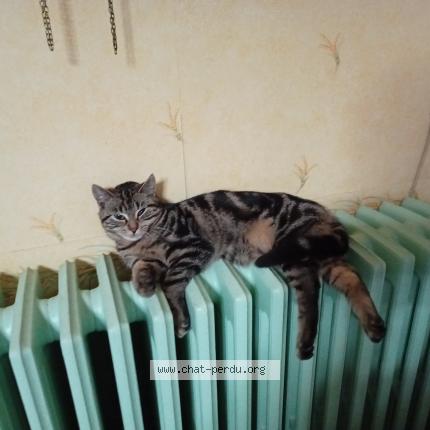 Photo 1/1 Paco Chat lost in Tinqueux