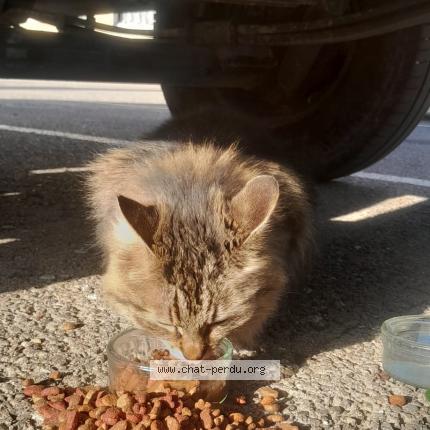 Photo 1/1 Found cat Found in Nimes