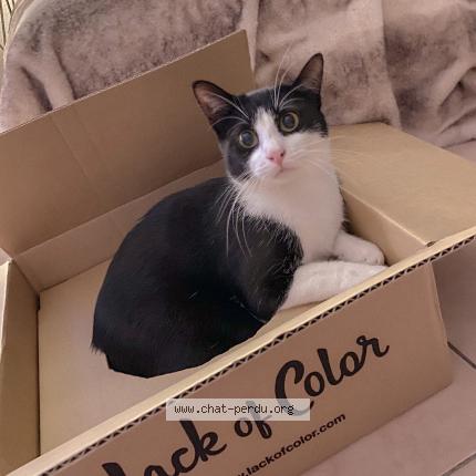 Photo 1/1 Tyrion Chat lost in Antibes