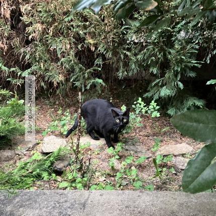 Photo 1/1 Uliss Chat lost in Chateauneuf