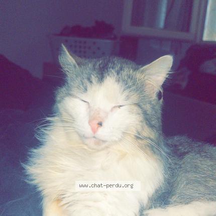 Photo 1/1 Golgotte Chat lost in La rochebeaucourt et argentine