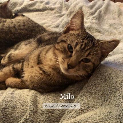Photo 1/1 Milo Chat lost in Tinqueux