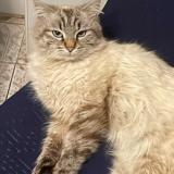Picture of cat lost at Feyzin
