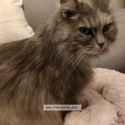 Photo 1/1 Cat reunited Found in Vichy