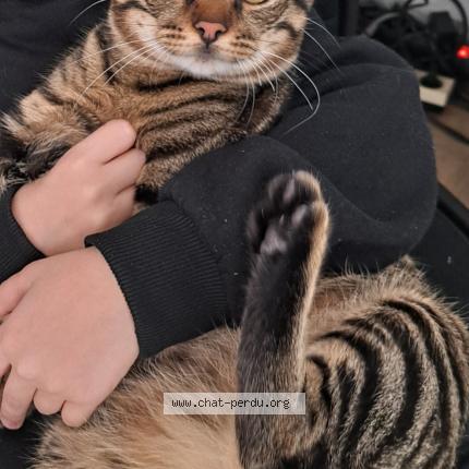 Foto van vermiste kat in Bruxelles