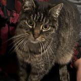 Picture of cat lost at Bordeaux