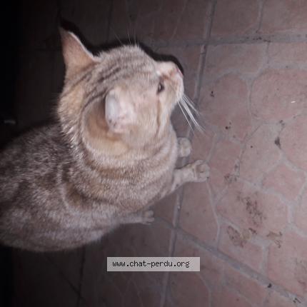 Photo 1/1 Found cat Found in Peynier