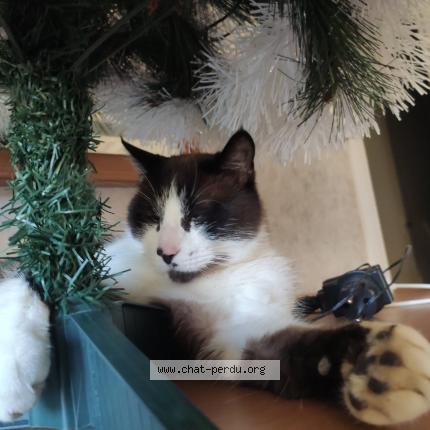 Photo 1/1 Pompom Chat lost in Longwy