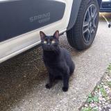 Picture of cat lost at Chilly Mazarin