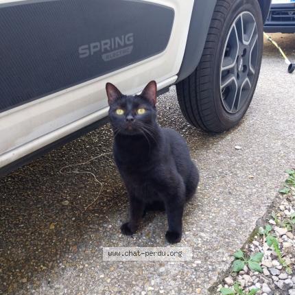 Photo 1/1 Cat reunited Lost in Chilly mazarin