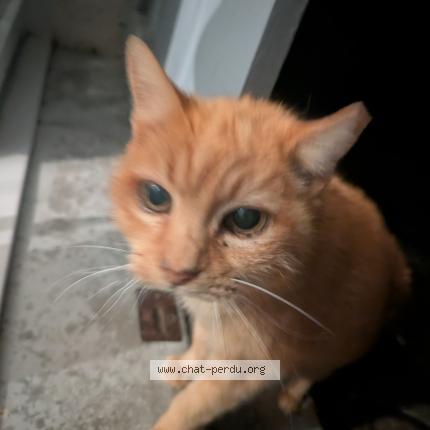 Photo 1/1 Found cat Found in Toulouse