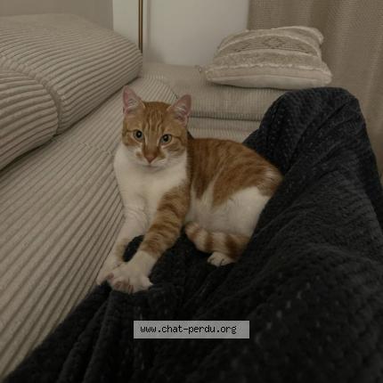 Photo 1/1 Found cat Found in Meulan en yvelines