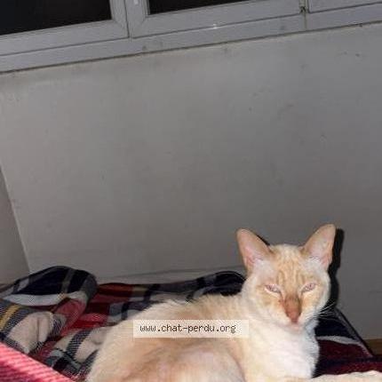 Photo 1/2 Kenzo Chat lost in Aulnay sous bois