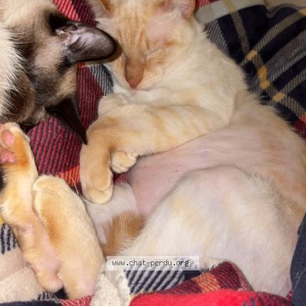 Photo 2/2 Kenzo Chat lost in Aulnay sous bois