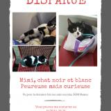 Picture of cat lost at Namur